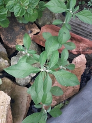 Alternanthera ficoidea