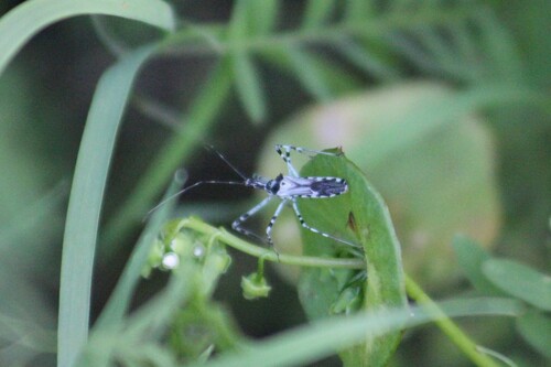 Four-spurred Assassin Bug photo 6
