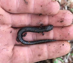 Plethodon richmondi