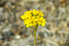 Deinandra fasciculata