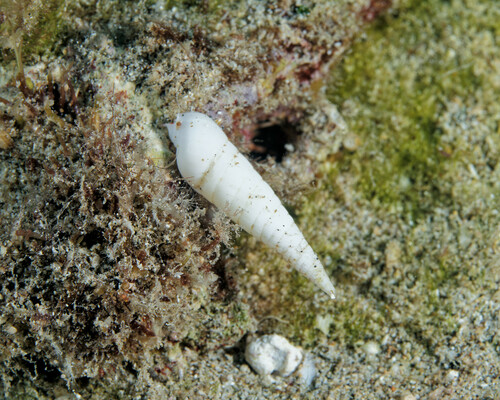 Terebra felina, 2024-04-06