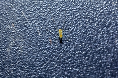 Stilpnochlora couloniana image