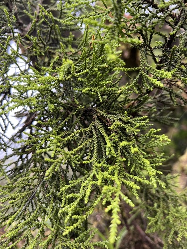 Yellow silver pine (Lepidothamnus intermedius)