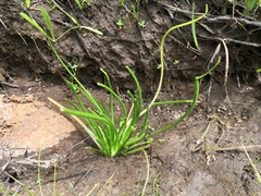 Triglochin scilloides