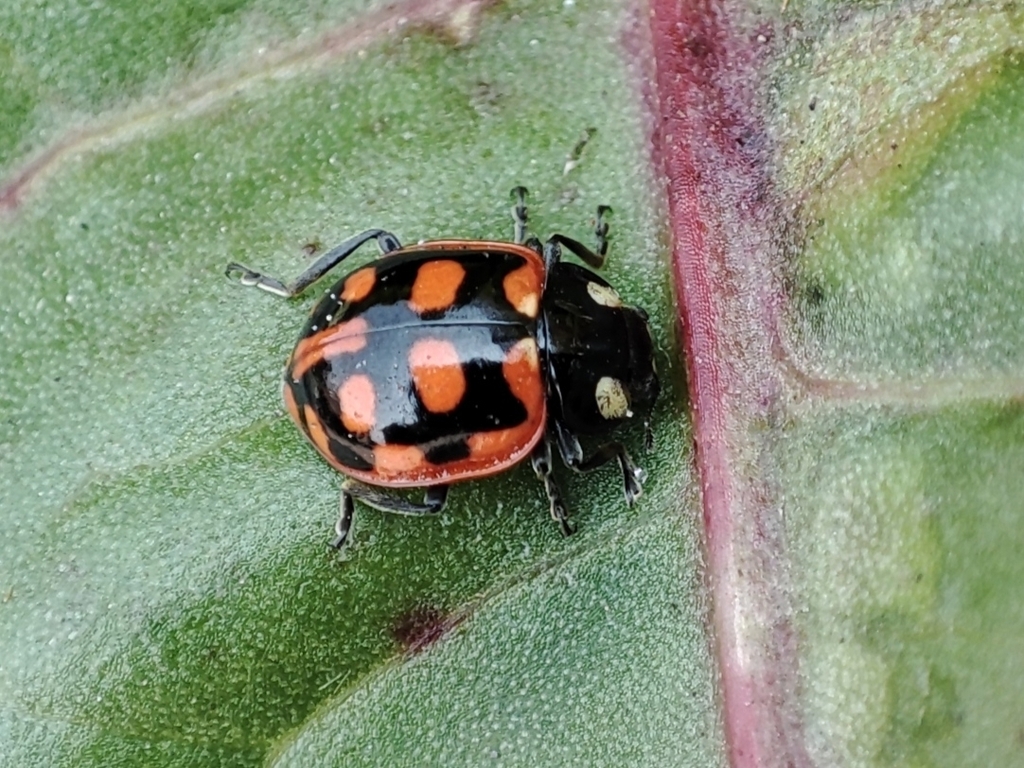 Coccinella luteopicta