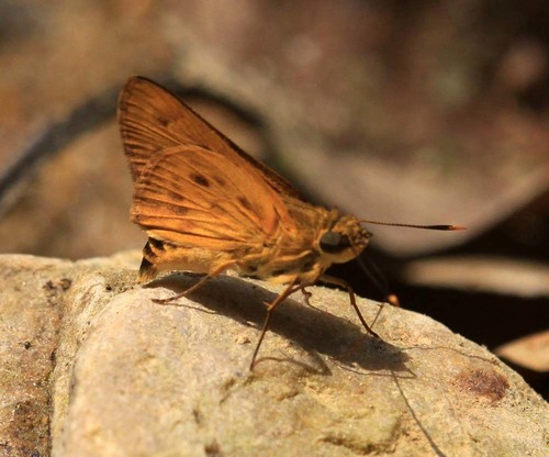 Thoressa masoni (Moore, 1878)