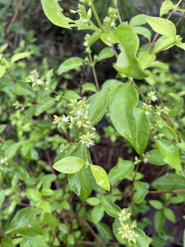 Psilotrichum scleranthum observed 2024-04-09