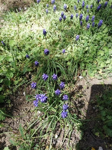 Muscari neglectum