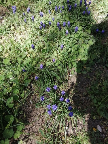 Muscari neglectum