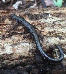 Plethodon richmondi