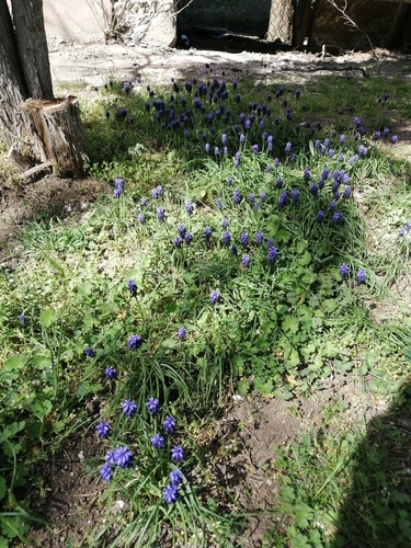 Muscari neglectum