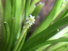 Triglochin scilloides