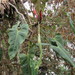 Philodendron danielii - Photo (c) Jhon Carmona, algunos derechos reservados (CC BY-NC), subido por Jhon Carmona