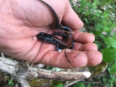 Plethodon yonahlossee