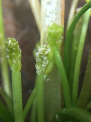 Triglochin scilloides