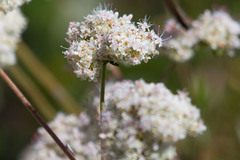 Eriogonum fasciculatum fasciculatum