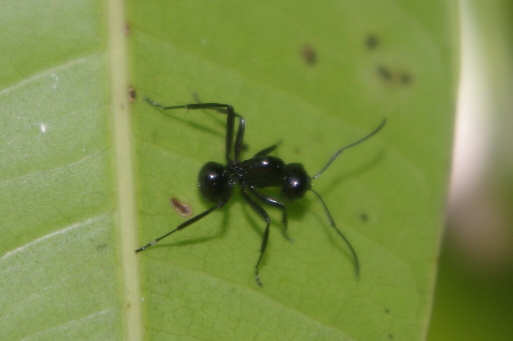 Dome-backed Spiny Ants from Maryborough QLD 4650, Australia on April 9 ...