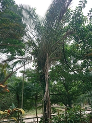 Dypsis decaryi
