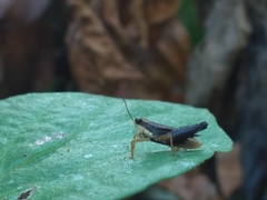Batrachideini
