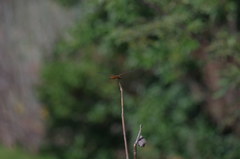Erythrodiplax castanea
