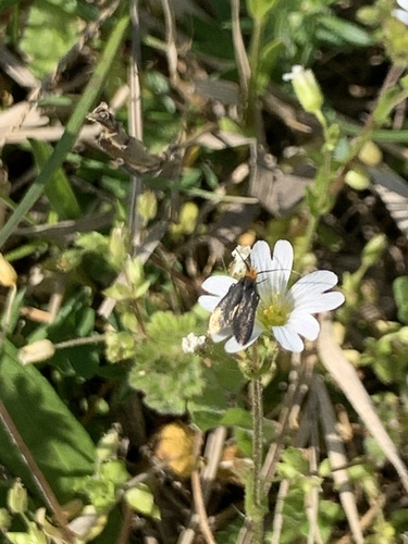 Cauchas rufifrontella