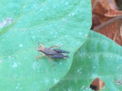 Batrachideini