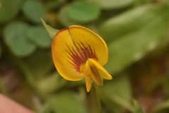Zornia diphylla