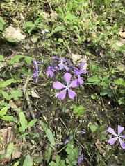 Phlox divaricata