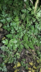 Petroselinum crispum