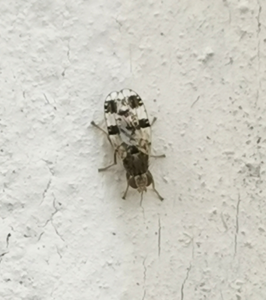 Tephritis dilacerata