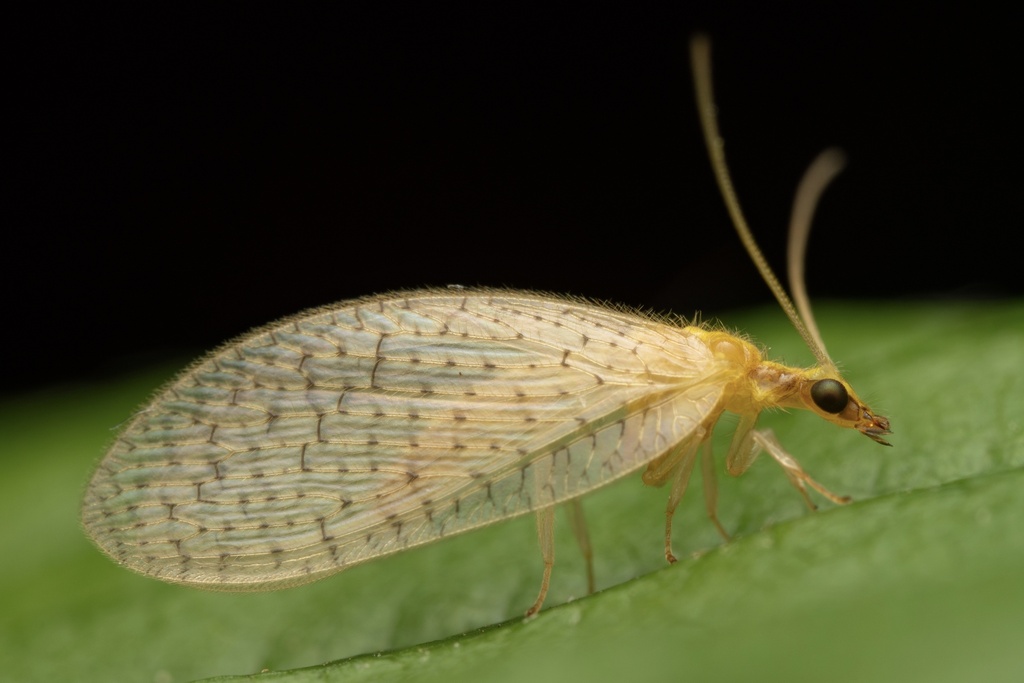 Hemerobius micans