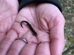 Plethodon richmondi