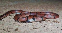 Guangxi Coral Snake photo 3