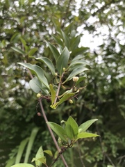 Chiococca alba