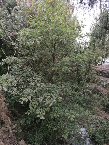 Evergreen alder (Alnus jorullensis)