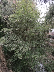 Alnus jorullensis