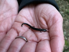 Plethodon richmondi
