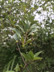 Chiococca alba