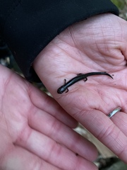 Plethodon richmondi