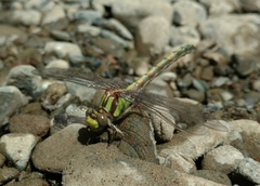Ophiogomphus bison
