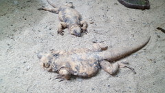 Uromastyx dispar