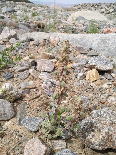 Alpine Horehound (Lagopsis marrubiastrum)