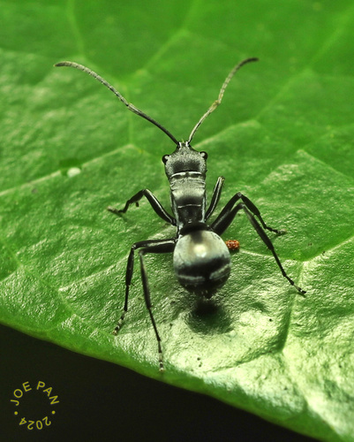 Polyrhachis inermis