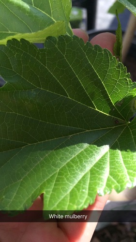 white mulberry