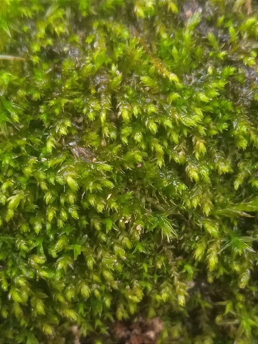 Myrinia pulvinata observed 2024-04-06