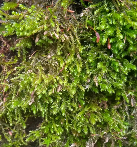 Myrinia pulvinata observed 2024-04-06