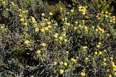 Helichrysum parvifolium