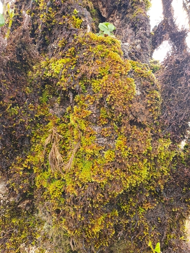 Image of Myurium hochstetteri by no rights reserved