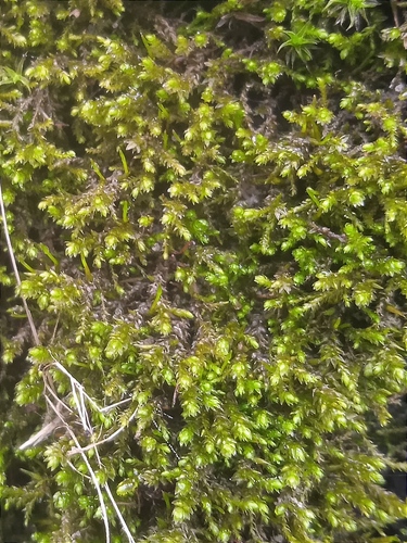 Myrinia pulvinata observed 2024-04-06