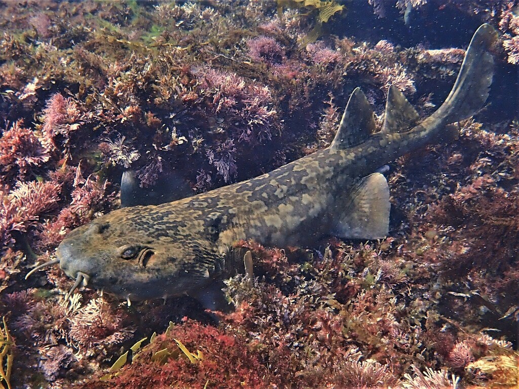 Western Wobbegong